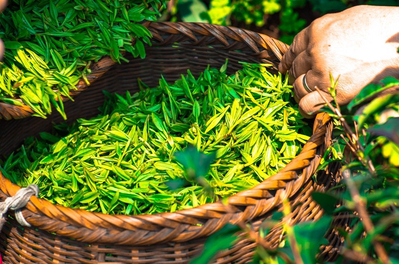 Consommez ces 4 plantes qui font maigrir pour atteindre votre objectif